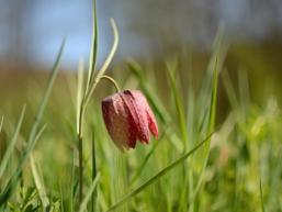 Schachbrettblume im naturnahen Sinngrund