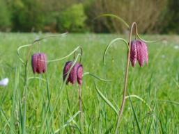 Fritillaria-meleagris im Sinngrund