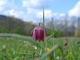 Schachblume an Schachblume im Sinngrund