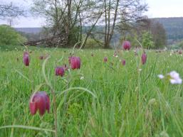 Schachblumenwiese an der Nordic Walking Route