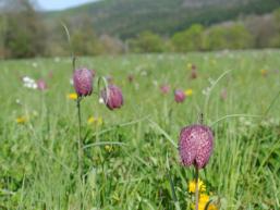 Schachblumenwiese in Rieneck