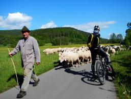 Schafe im Gegenverkehr auf dem Sinntalradweg