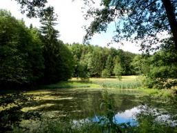 Waldweiher im Spessart