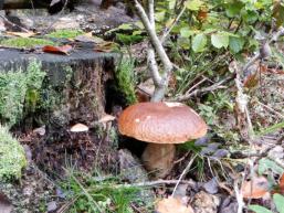 Waldpilz im Spessartwald