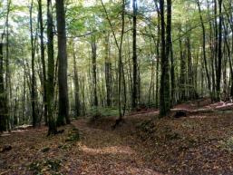 Wanderweg Schondratal Bettlersruh