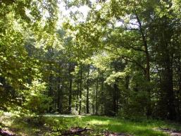 Waldlichtung im Laubwald