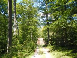 Waldweg im Spessart