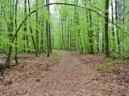 Marienweg zum Weißen Kreuz