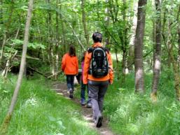 Auf verschlungenen Pfaden Wald erleben