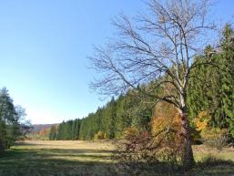 Herbstliche Spessartlandschaft