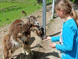 Die Tiere fressen aus der Hand im Tierpark Heigenbrücken