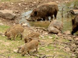 Wildschweingeheege Tierpark Klaushof