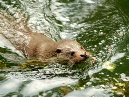 Den Otter beobachten macht Spaß