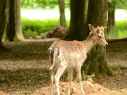 Heimische Tiere ganz