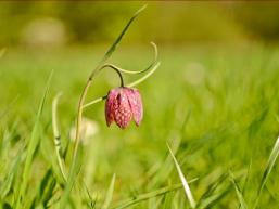 Der Sinngrund ist Heimat der seltenen Schachbrettblume