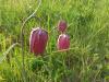 Schachblumen im Sinntal