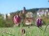 Schachblume mit Stadt Rieneck im Hintergrund