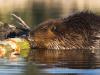 Spuren des Bibers sind weithin sichtbar