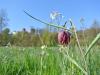 Schachblume und Burg Rieneck