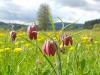 Schachbrettblume im Naturpark Spessart bei Obersinn
